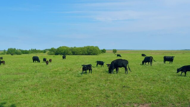 Cows grazing on farm. Black cow grazing in meadow. Animal husbandry.