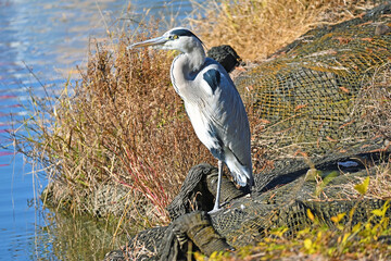 池のほとりのアオサギ