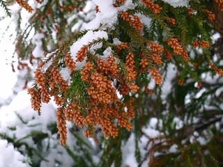 杉の雄花
