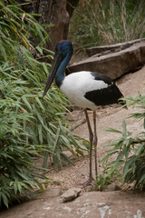 The Jabiru or black necked stork is a black-and-white waterbird stands an impressive 1.3m tall and has a wingspan of around 2m. The head and neck are black with an iridescent green and purple sheen.
