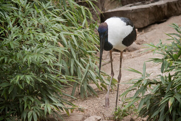 The Jabiru or black necked stork is a black-and-white waterbird stands an impressive 1.3m tall and...