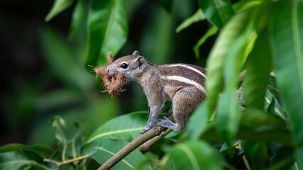 squirrel on a tree
