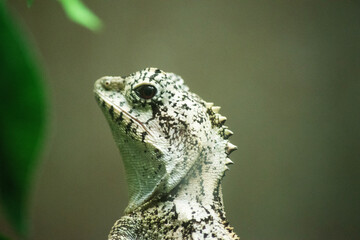 Boydâ€™s forest dragon has very enlarged cheek scales, a prominent nuchal crest, and a yellow under the chin that is edged with enlarged spine