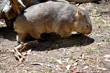 The Common Wombat has a large nose which is shiny black, much like that of a dog. The ears are relatively small, triangular, and slightly rounded.