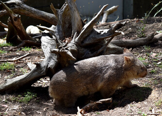 The Common Wombat has a large nose which is shiny black, much like that of a dog. The ears are relatively small, triangular, and slightly rounded.