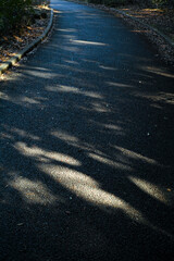 朝雨上がりのアスファルトの道　森の木陰と木漏れ日　