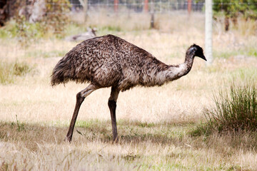 Emus are covered in primitive feathers that are dusky brown to grey-brown with black tips. The Emu's neck is bluish black and mostly free of feathers.