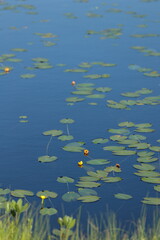空の青が映り込む池塘に群生する、雨竜沼湿原のウリュウコウホネ