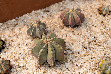 Especies diversas de cactaceas en Mexico.