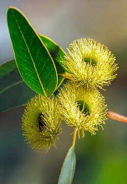 The yellow flowered blackbutt or eucalyptus stricklandii is a beautiful small tree with large soft yellow blossoms in early spring in western Australias south west where it is endemic.