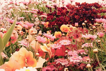 花畑
