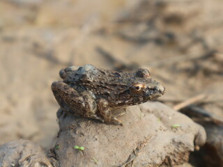 A brown frog sits on a lump of earth