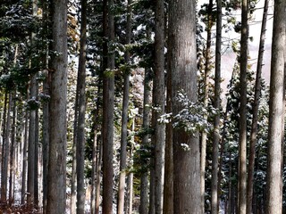 冬の杉林