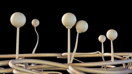 3d rendering Mucor, also known as black fungus, is a life-threatening fungal infection that can cause pneumonia in the lungs. It's caused by a group of molds called mucormycetes