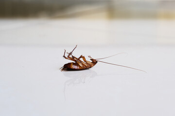 A dead cockroach on house floor