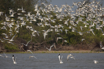 A big flock of Greater crested terns flight on the seashore sky in amazing shot in south india