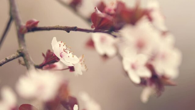 Purple Leaf Bush In Spring. Blossoming Cherry Plum. Delicate White Flowers And Pink Leaf.