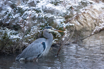 great blue heron in river on a snowy day near boise idaho 