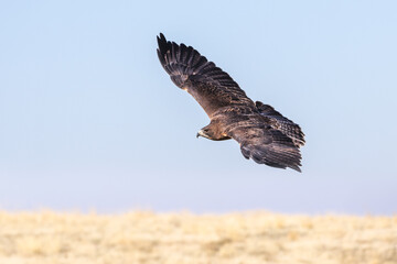 swainson's hawk flying in Morley Nelson Snake River Birds of Prey Conservation Area
