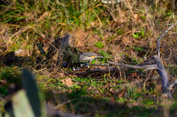 Black Crested Titmouse near Mason Texas