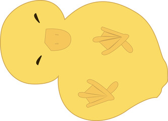 illustration of duck
