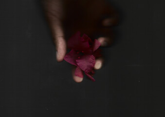 Hands holding small pink Bougainvillea flower, taken on scanner, grey background, copy space, negative space