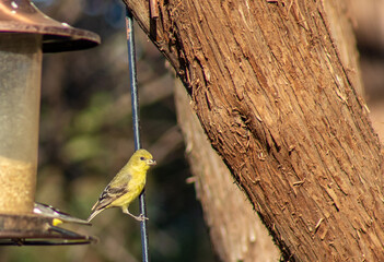 Goldfinch perched next to a birdfeeder