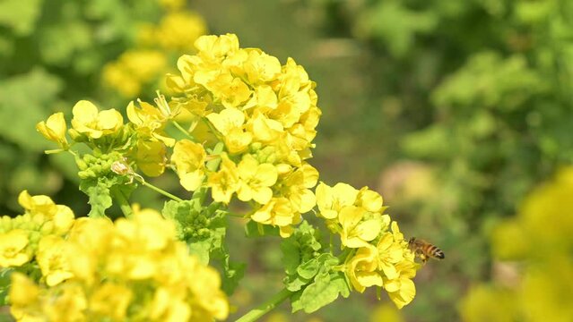 道の駅原鶴前の菜の花畑とミツバチ