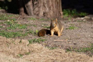 Fox squirrel sitting up eating nuts in sunshine