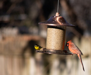 Naklejka premium Male cardinal and goldfinch on a bird feeder