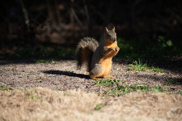 Fox squirrel sitting up eating nuts in sunshine