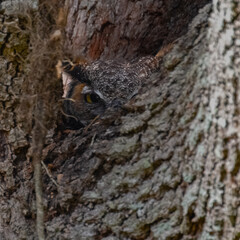 Great Horned Owl peeping in nest