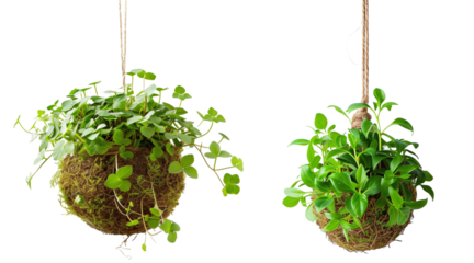 Hanging Kokedama traditional plant from Japan on a transparent PNG background.