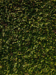 Small green leaves background, greenwall, texture