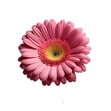 Gerbera Daisy image isolated on a transparent background PNG photo