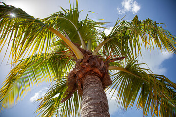 La palma, en brisas de verano al lado de una playa 