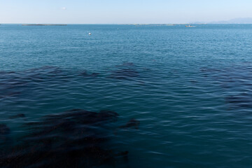View of the floating seaweed on the sea