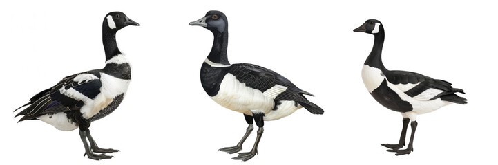 Obraz premium Magpie Goose White Background , Isolated Transparent Background Images