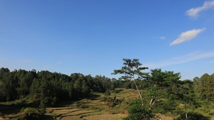 Obraz premium Beautiful natural scenery of Tana Toraja, Indonesia. Trees and blue sky. Daytime photo