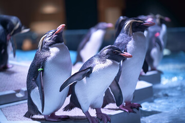 キタイワトビペンギン1 © SAKULABORATORY 
