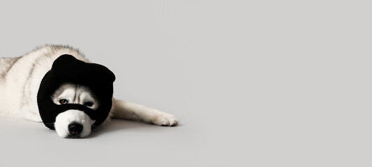 Husky dog in balaclava on grey background with space for text