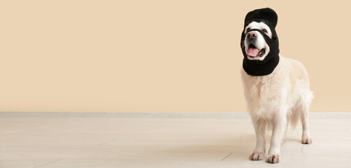 Labrador dog in balaclava near beige wall. Banner for design