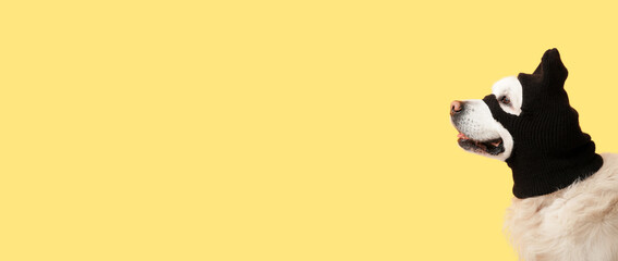 Labrador dog in balaclava on yellow background with space for text