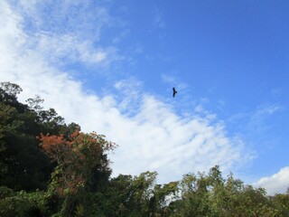 青空を飛ぶ一羽の鳥
