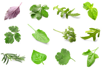 Set of fresh herbs on white background