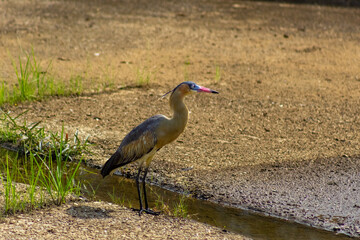 Heron standing in a waterhole in the middle of the field