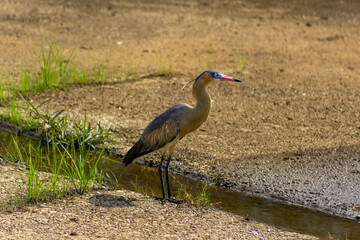 Heron standing in a waterhole in the middle of the field