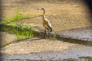 Heron standing in a waterhole in the middle of the field