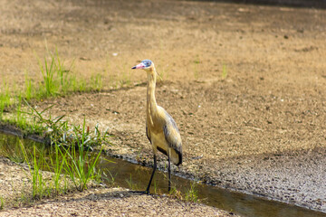 Heron standing in a waterhole in the middle of the field