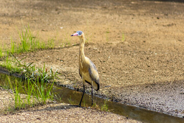 Heron standing in a waterhole in the middle of the field